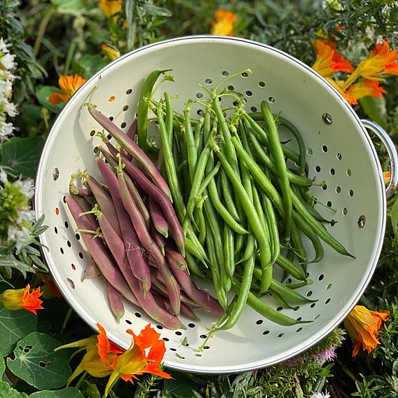 Dwarf French Bean 'Provider' - Seeds